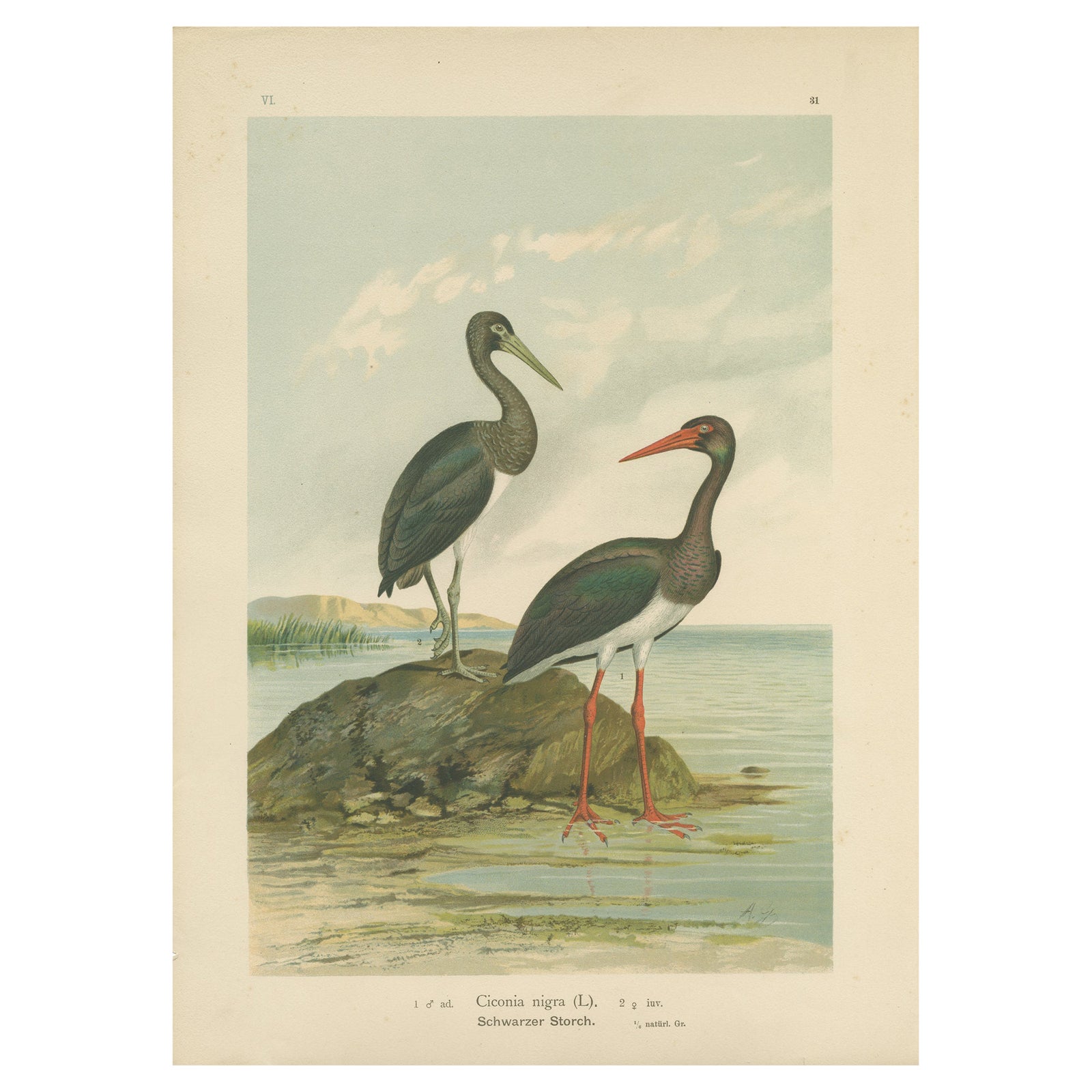 Black Storks by the Water, Elegant Antique Bird Chromolithograph c.1880