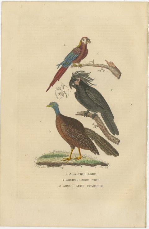 Bird Print of the Ara Tricolore, the Black Sunbird and a female Argus Pheasant, view 2