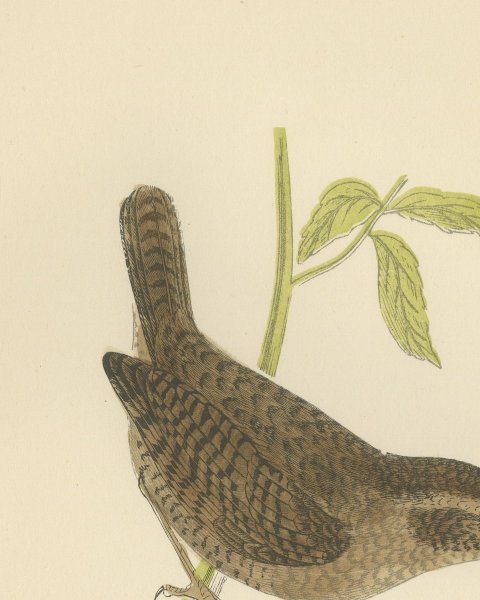 Wren with Cocked Tail on a Green Stem, Hand Colored Bird Print, Morris, 1896, close-up 2