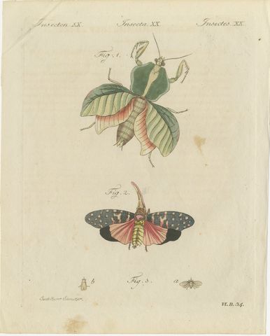 Walking Leaf and Chinese Lantern Fly, Antique Bertuch Print, Vienna, circa 1805, view 2