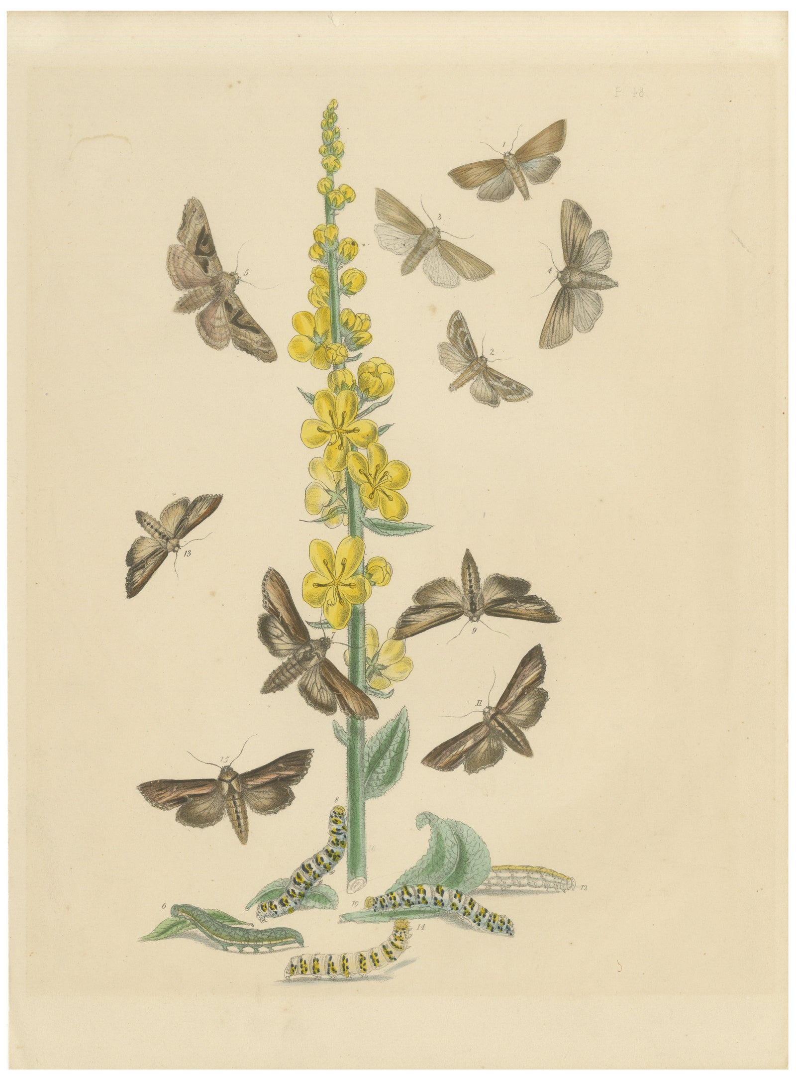British Moths and Caterpillars on Mullein, Humphreys & Westwood, 1845
