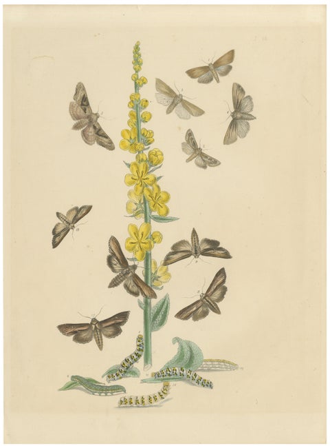 British Moths and Caterpillars on Mullein, Humphreys & Westwood, 1845