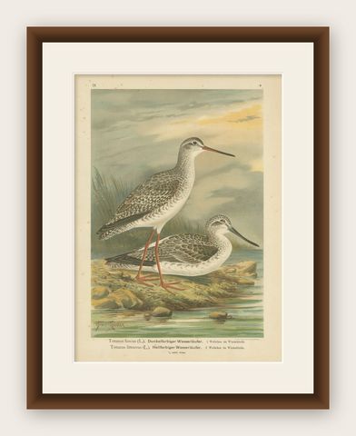 Redshank and Greenshank in Winter Plumage, Antique Bird Lithograph c.1895, shown framed