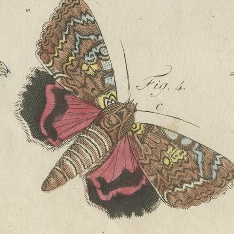 Underwing and Tiger Moths with Caterpillars, Antique Bertuch Print, circa 1805, close-up 5