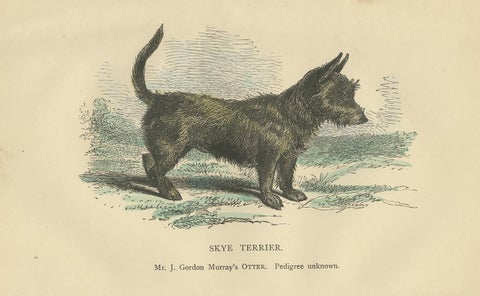 Antique Dog Print of a Skyre Terrier, circa 1890, view 4
