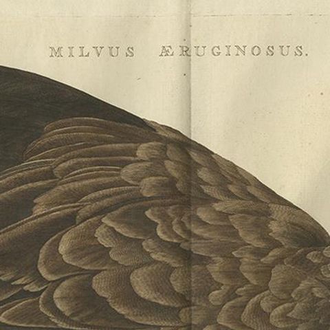 Antique Bird Print of the Western Marsh Harrier by Sepp & Nozeman, 1770, close-up 1