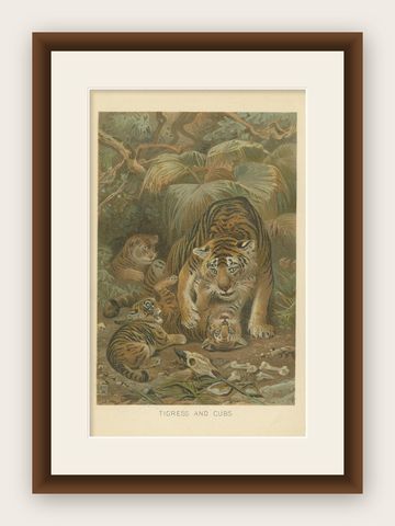 Tigress and Cubs, Antique Tiger Print, Victorian Wildlife Art 1894, shown framed
