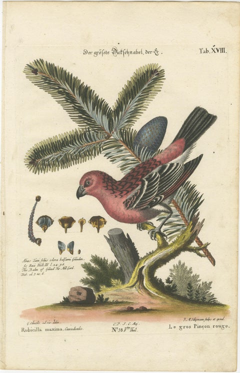 Hand-Colored Engraving of the Great Red Finch by Johann Michael Seligmann, 1770, view 2