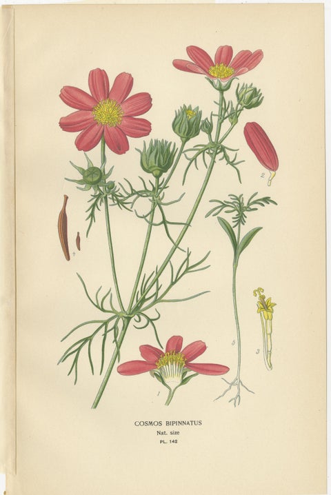 Antique Botanical Prints: Coreopsis, Single Dahlia & Cosmos Bipinnatus, 1897, view 4