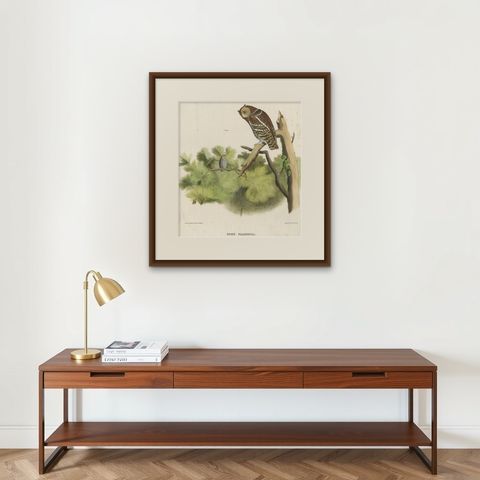 Rare Large Antique Print of the Flammulated Owl (Psiloscops flammeolus), 1869, shown framed on a wall