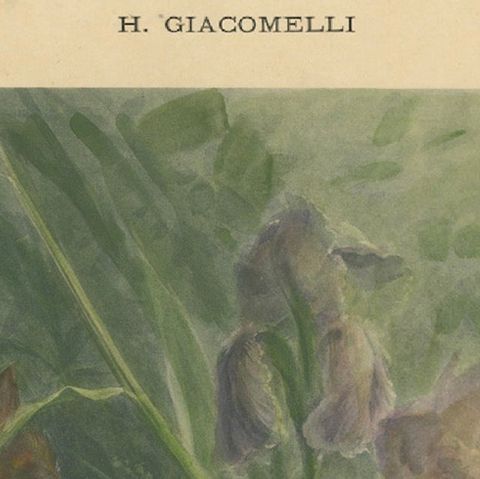 Delicate Irises with Birds - Old Giacomelli Botanical and Ornithological Print, close-up 5
