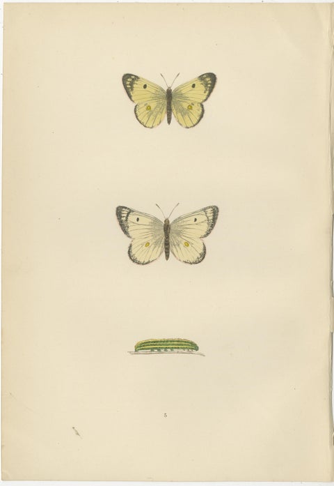 Metamorphosis Montage: The Life Stages of a Butterfly, 1890, view 3