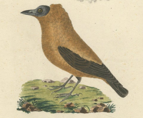 Elegant Misnomer: The Rusty-Brown Bird of Hahn's Legacy, circa 1820, close-up 3