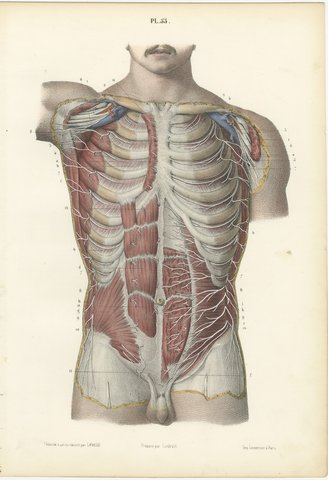 Cutaneous Nerves of the Chest and Abdomen, Hirschfeld Anatomy Print, 1866, view 2
