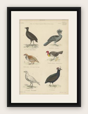 Bird Prints of Mankirio, the Curassow, a Partridge, a Turkey & Sheathbill, c1860, shown framed