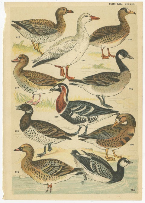 Set of 6 Antique Prints of various Waterfowl and Wading Birds by Gordon 'c.1900', view 6