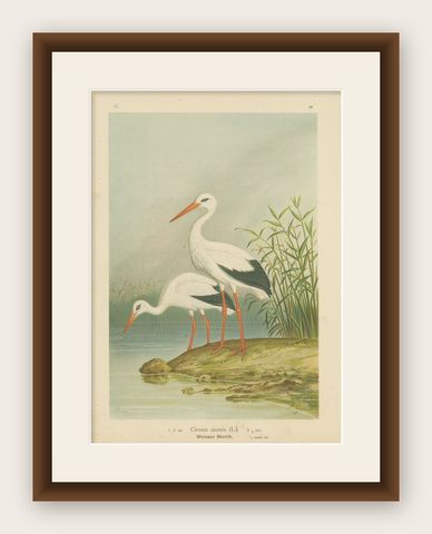 White Storks by the Water’s Edge, Elegant Antique Bird Chromolithograph c.1880, shown framed
