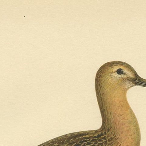 Antique Bird Print of the Bar-Tailed Godwit by Von Wright, 1929, close-up 1