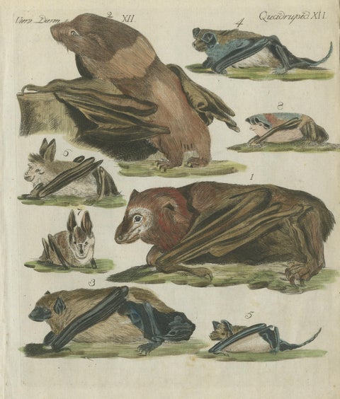 Hand Colored Antique Print of Flying Foxes and Bats, circa 1820, view 3