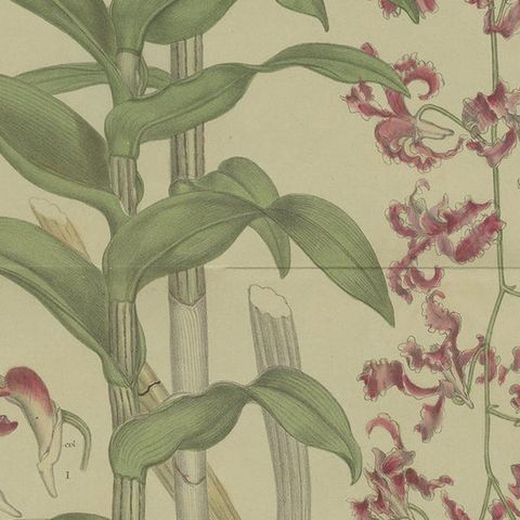 Antique Botany Print of the Dendrobium Superbiens Orchid, published in ca.1890, close-up 2