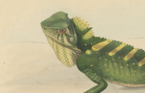 Antique Herpetological Print: Illustration of Green Crested Lizards, 1837, close-up 2