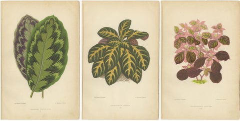 Vibrant Botanicals: A Study of Leaf Patterns and Colors, Published in 1880, view 2