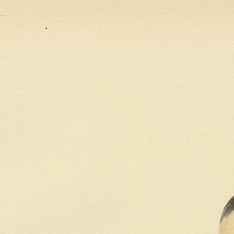 Antique Bird Print of the Long-Tailed Skua by Von Wright, 1929, close-up 1
