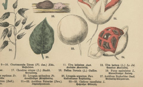 Antique Mushroom Plate, European Fungi Study, Botanical Lithograph 1885, close-up 2