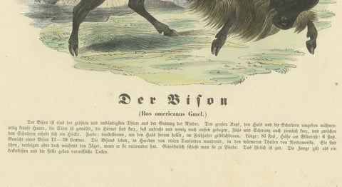 Der Bison (American Bison) - Hand-Colored Zoological Print, Circa 1840, close-up 2