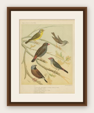 Antique Bird Print of the Green Singing Finch, Grey Singing Finch and Others, shown framed