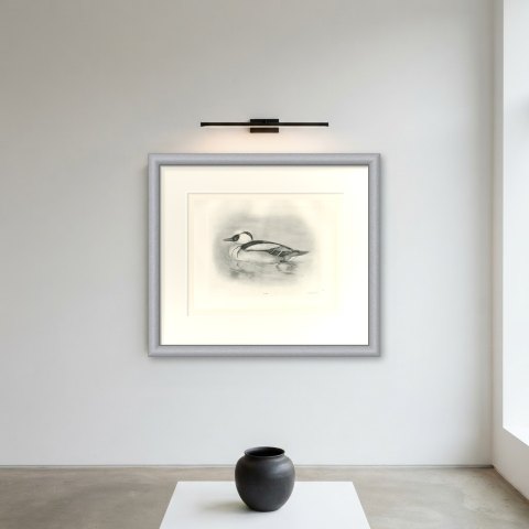 Smew Drake Swimming, Plate CXCIV after Lilian Medland, c. 1909, shown framed on a wall