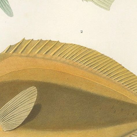 Mackerel Jack and Surgeonfish, Decorative Antique Sea Life Lithograph, 1846, close-up 5
