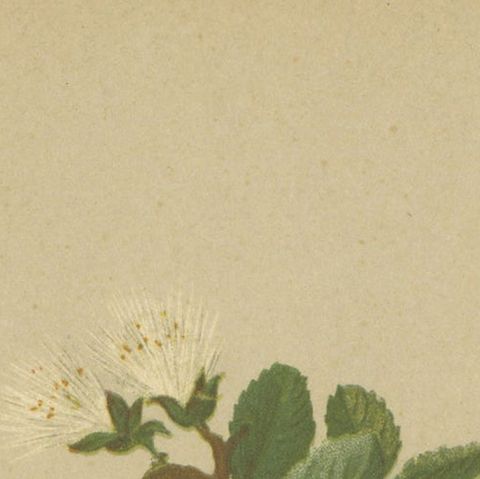 Antique Botany Print of the Dwarf Willow by Palla, 1897, close-up 1
