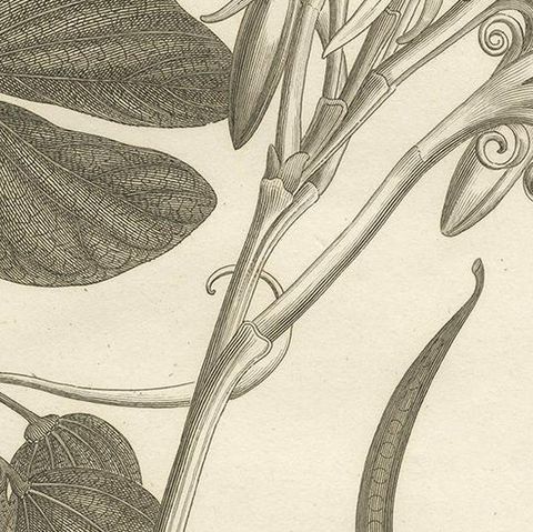 Antique Print of the Bauhinia Diphylla Plant by Symes, 1800, close-up 2