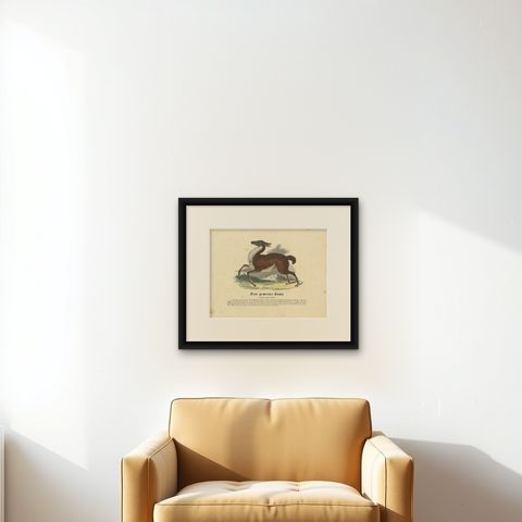 Das gemeine Lama (Common Llama) - Hand-Colored Zoological Print, Circa 1840, shown framed on a wall