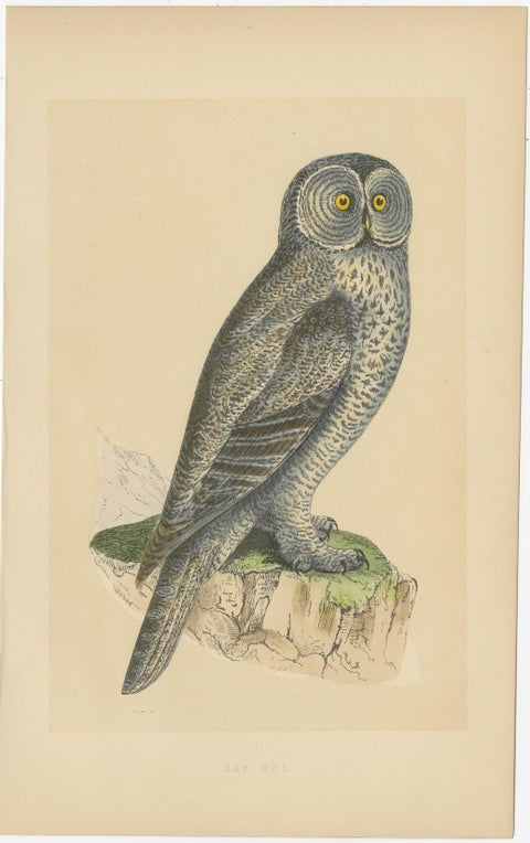 Antique Bird Print of a Lap Owl, view 2