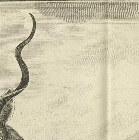 Pl. 53 Antique Print of an Antelope Species by Buffon 'circa 1770', close-up 1