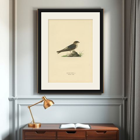 Antique Bird Print of the Common House Martin by Von Wright, '1927', shown framed on a wall