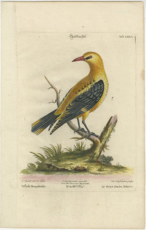 Regal Golden Thrush Perched, 18th Century Seligmann's Rare Bird Series, 1749, view 2