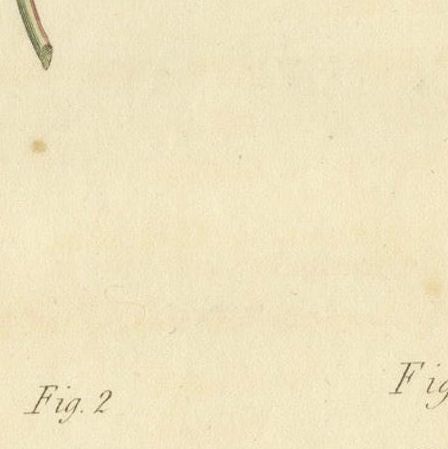 Antique Botanical Engraving of Dyer's Alkanet and Primrose Varieties - 1803, close-up 5