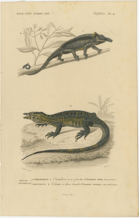 Lizard Print of Nose-Horned Chameleon and Banded Monitor, c.1850, Orbigny, view 2