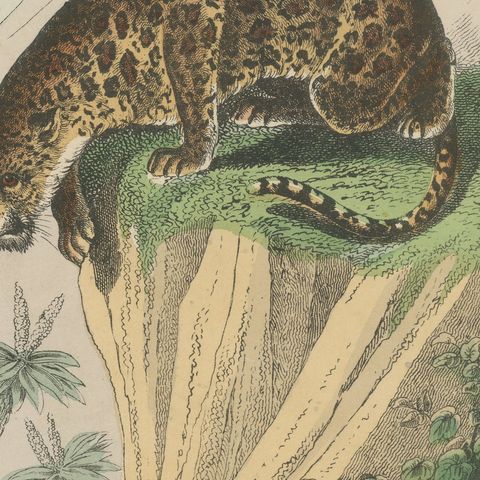 Antique Lion, Jaguar, Leopard and Cheetah Print, Big Cats by Kolb, circa 1890, close-up 5