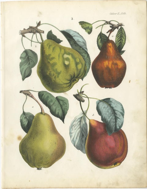 Antique Fruit Chromolithographs, Pears and Apples, Set of Six, Calwer 1854, view 5