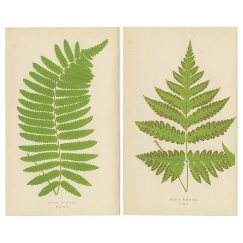 Antique Set of Botanical Fern Prints– Aspidium Articulatum & Aspidium Coadunatum