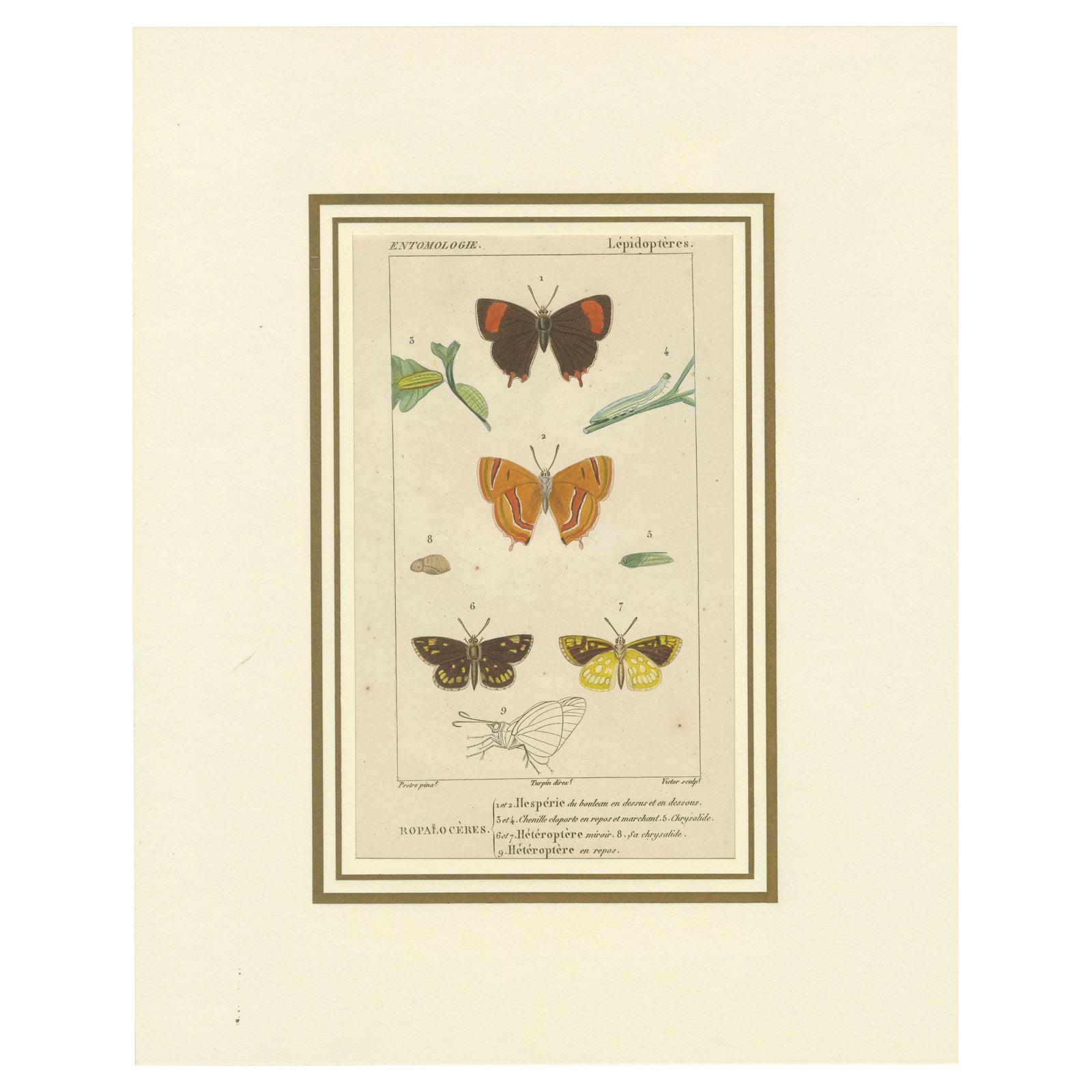 "Entomologie - Lepidoptera Study Plate" from Encyclopedic Collection, circa 1760