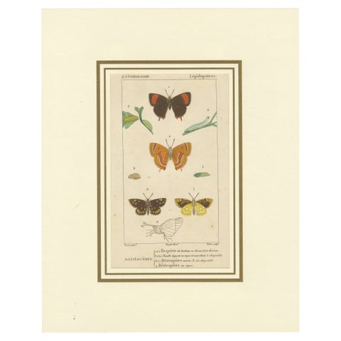 "Entomologie - Lepidoptera Study Plate" from Encyclopedic Collection, circa 1760