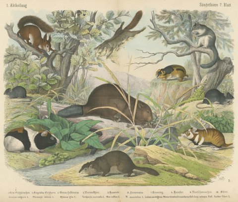 Antique Beaver and Red Squirrel Print with Hamster and Guinea Pig, circa 1890
