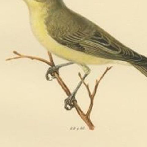Antique Bird Print of The Tree Warbler by Von Wright, 1927, close-up 2