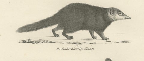 19th-Century Lithograph of Egyptian Mongoose, Dark Mongoose, and Ringtail Marten, close-up 5