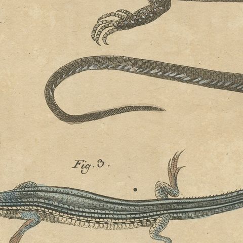 Five Exotic Lizards, Antique Bertuch Print, Vienna, circa 1820, close-up 6